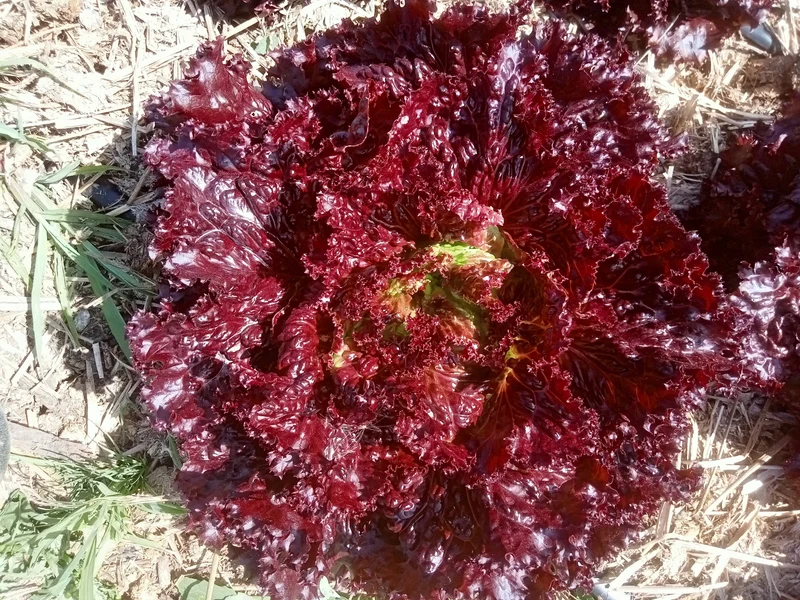 Laitue Rouge Lollo Rossa