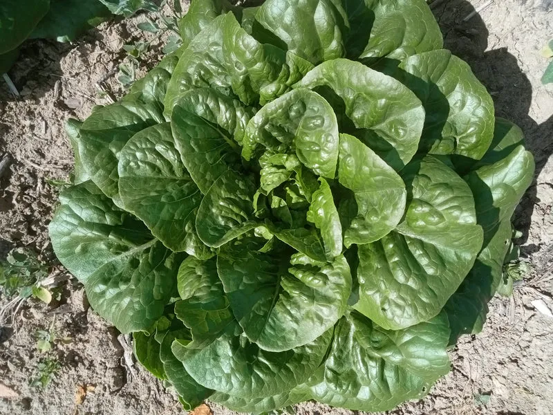 Laitue Romaine Chicon du Père Vendi
