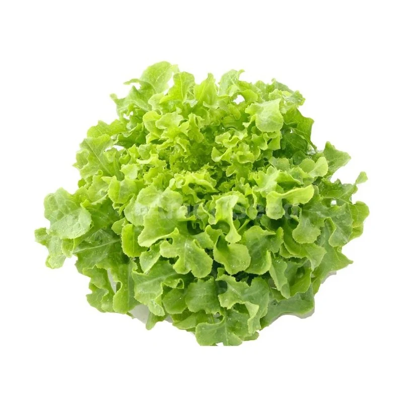 Laitue Feuille de Chêne Verte