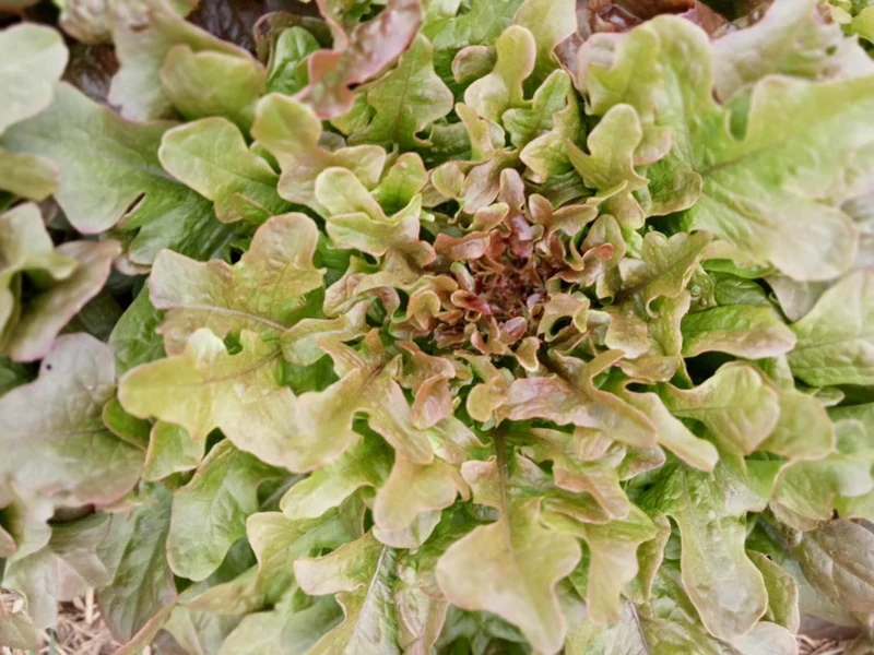 Laitue Feuille de Chêne Rouge
