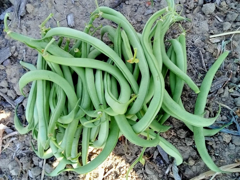 Haricot nain Vert Contender