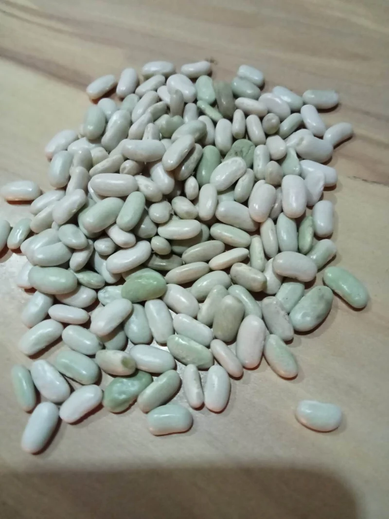 Haricot nain à écosser Flageolet vert