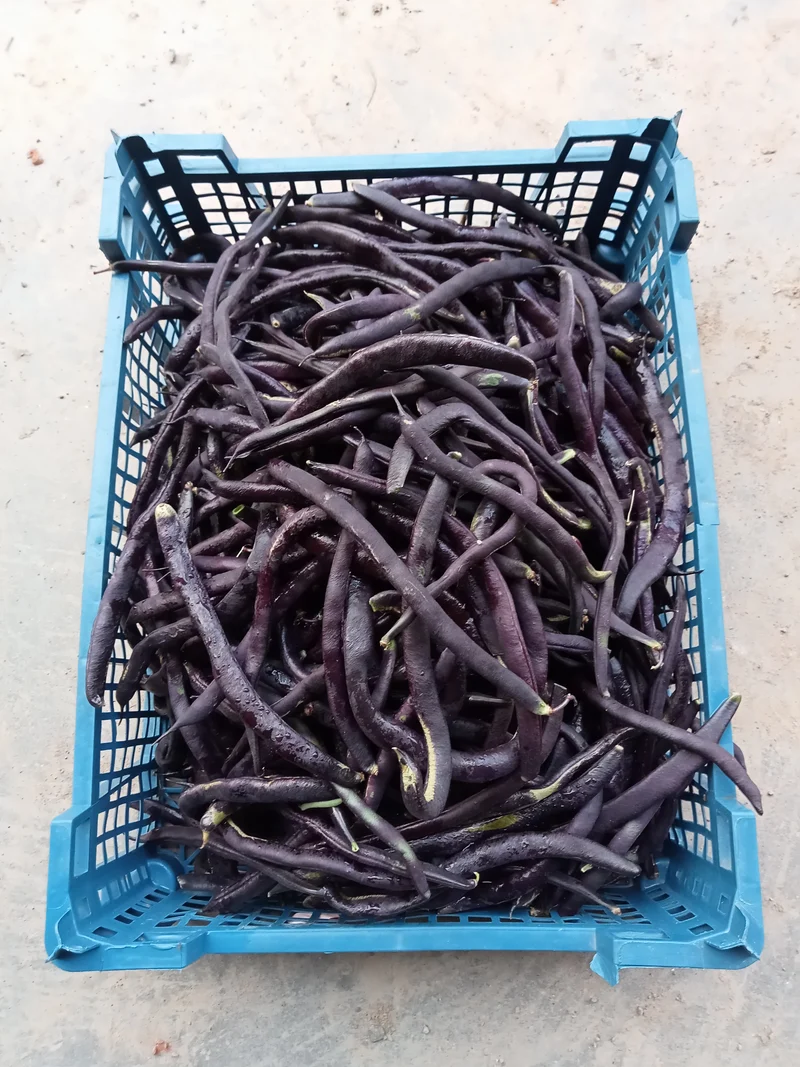Haricot à Rames Violet Blauhilde