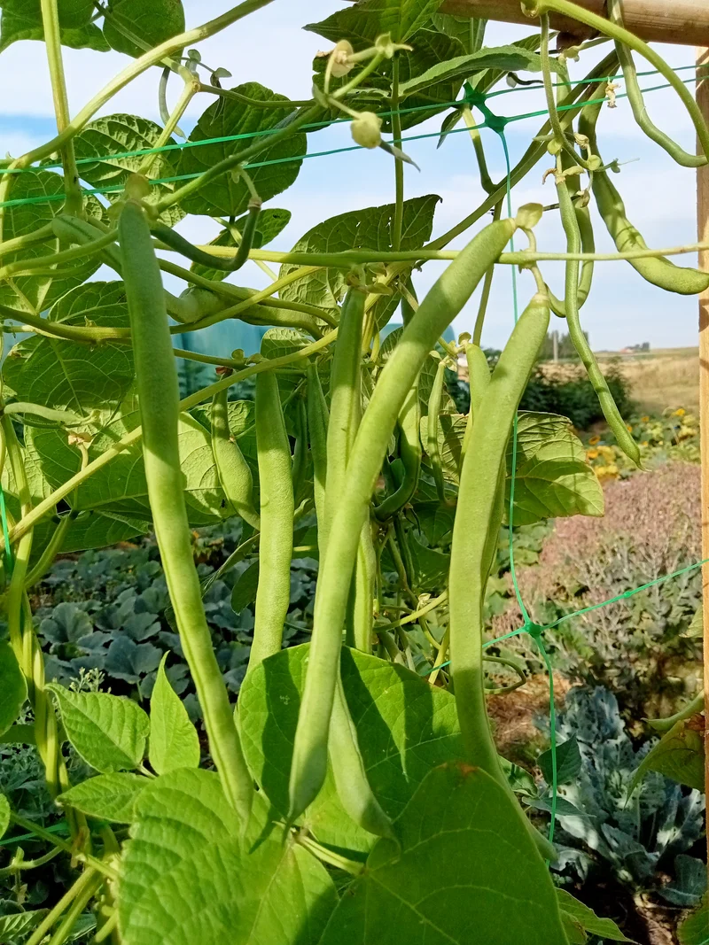 Haricot à Rames vert Neckarkonigin