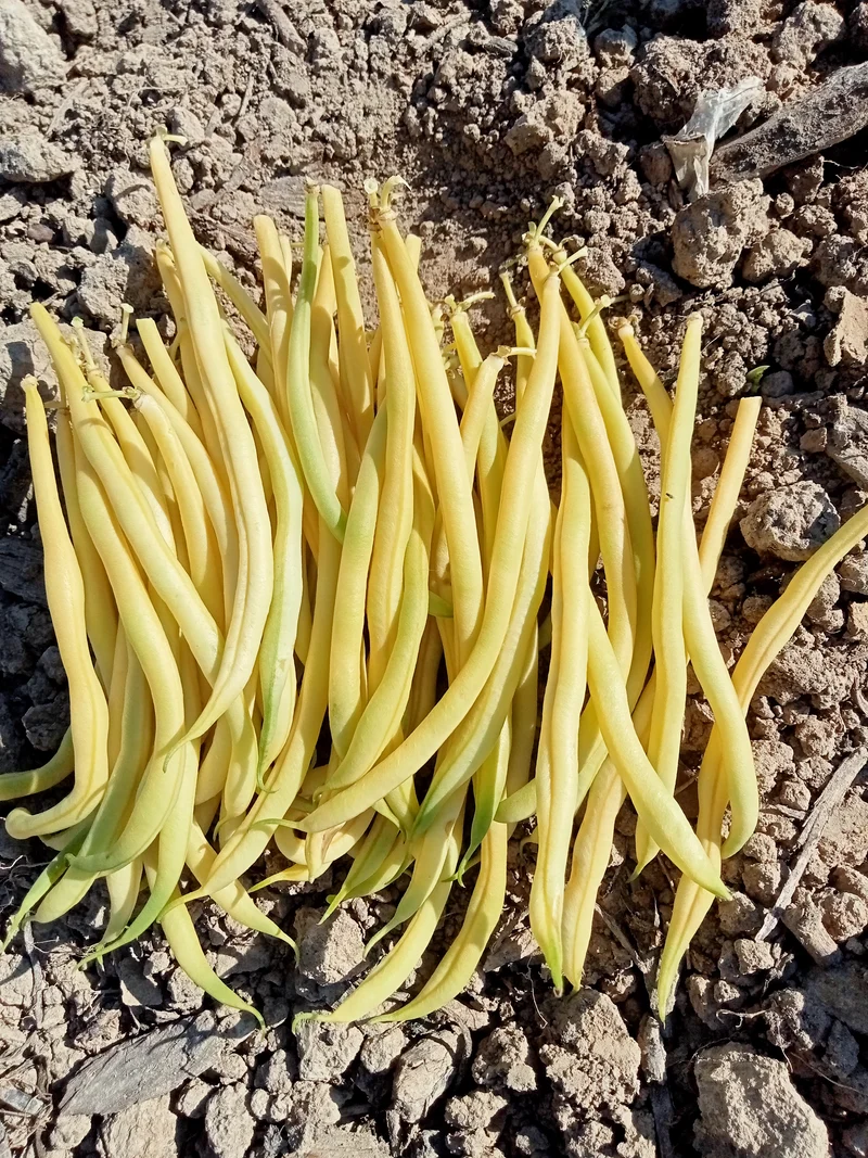 Haricot à Rames Beurre Monte Gusto