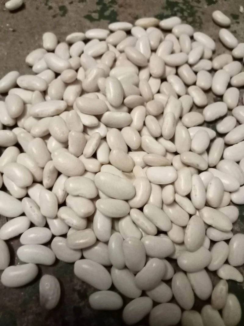 Haricot à écosser Blanc Lingot