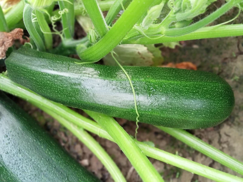 Courgette non-coureuse Verte Maraîchère