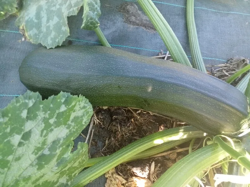Courgette non-coureuse Verte Maraîchère