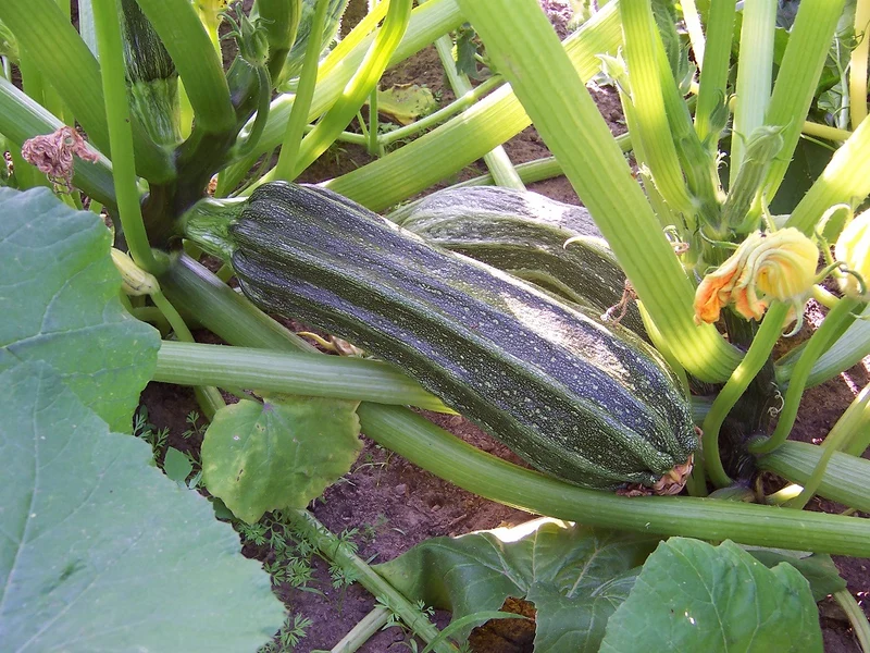 Courgette Romanesco