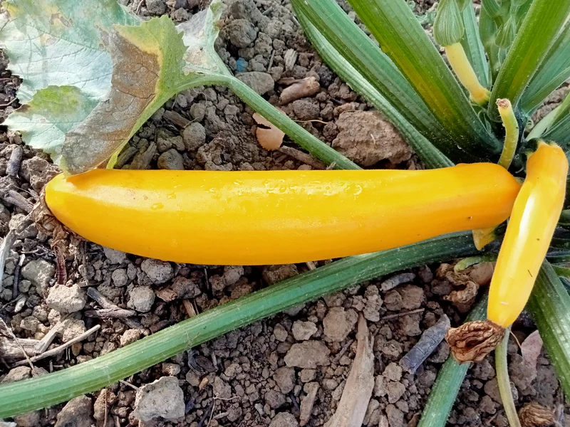 Courgette Jaune Gold Rush