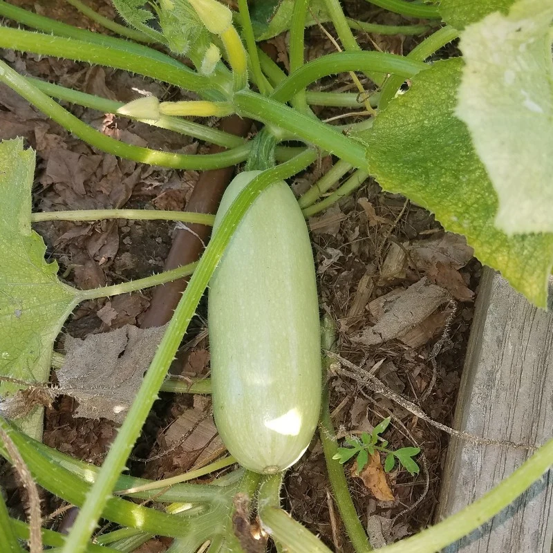 Courgette Blanche