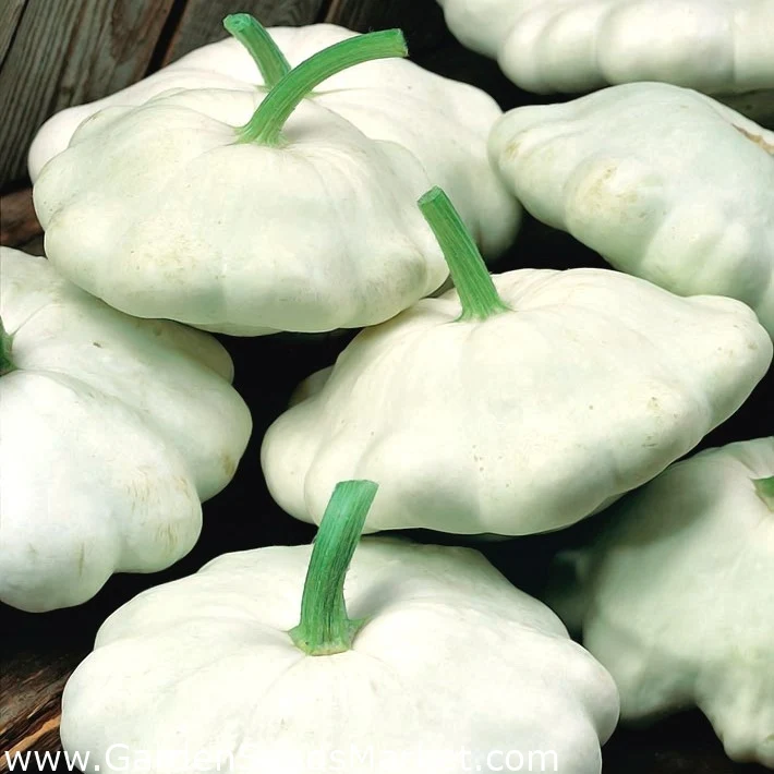 Patisson Blanc
