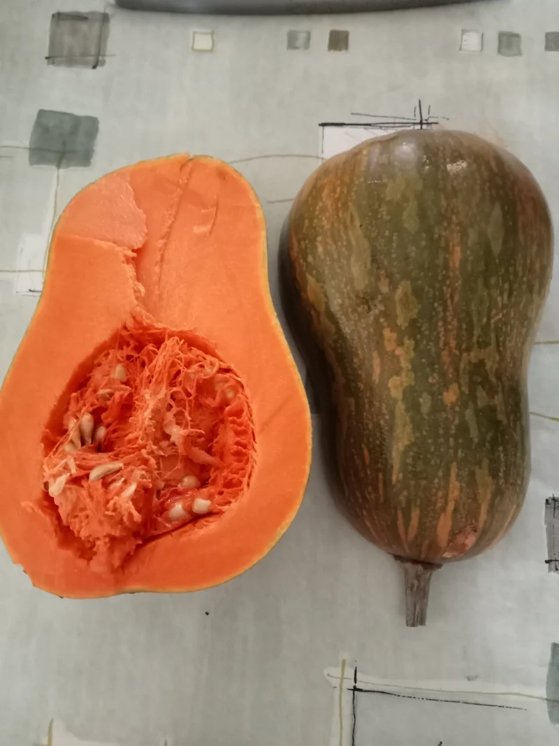 Courge musquée Sucrine du Berry