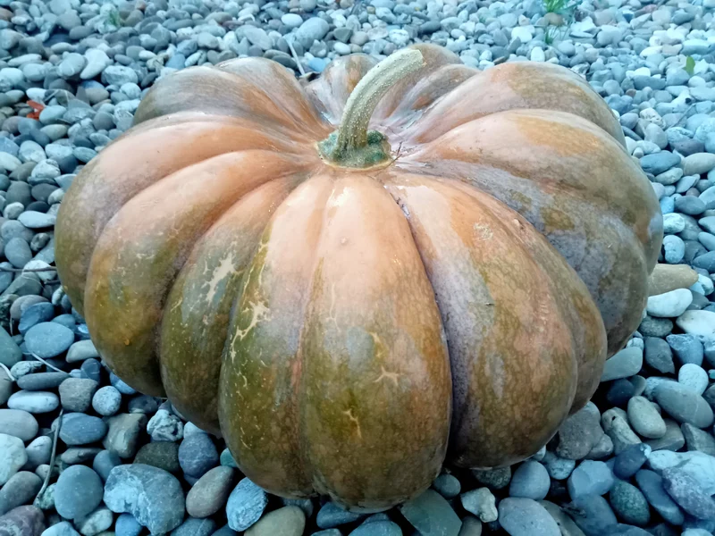 Courge musquée de Provence