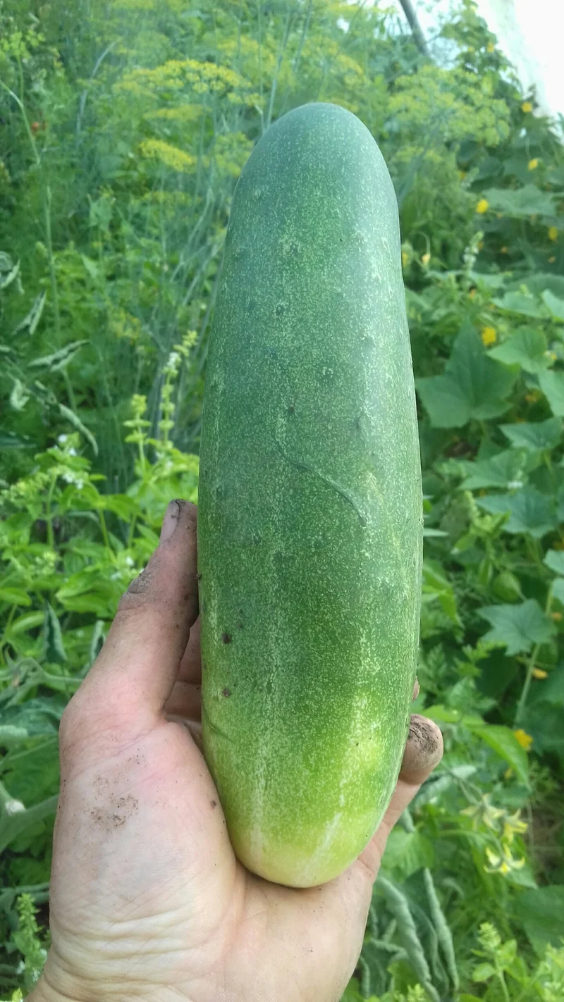 Concombre Vert Long Maraîcher