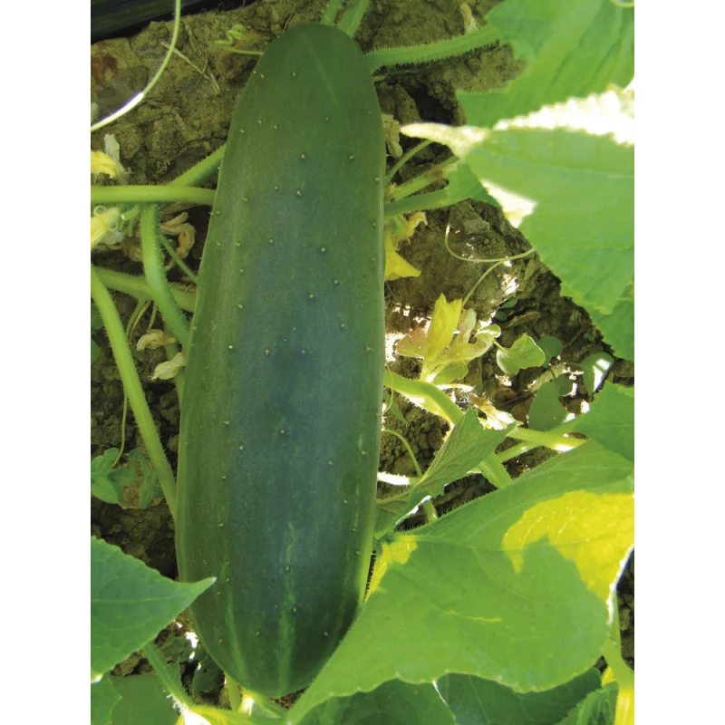 Concombre Vert Long Maraîcher