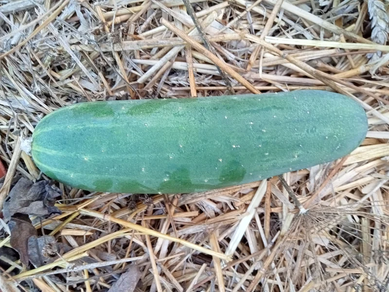 Concombre Vert Long Maraîcher
