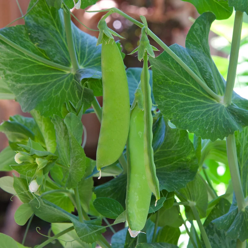 Pois mangetout Oregon Giant