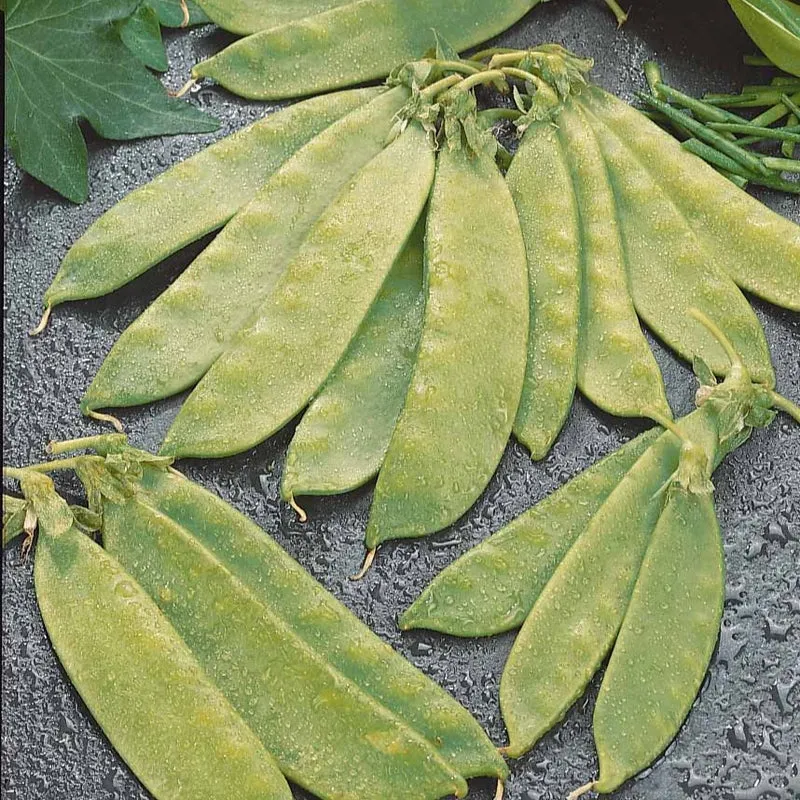 Pois mangetout Oregon Giant
