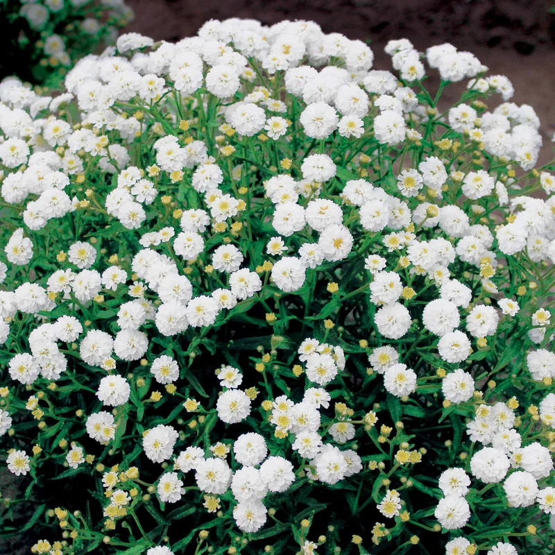 3 Achillées Diadem