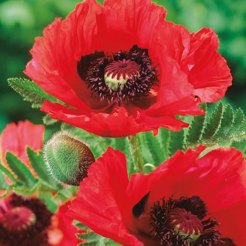 3 Pavots d'Orient rouge