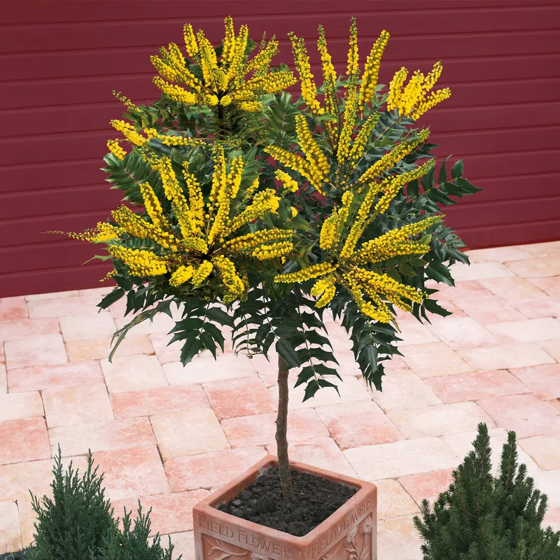 Mahonia Charity sur tige