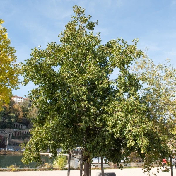 Aulne de Corse