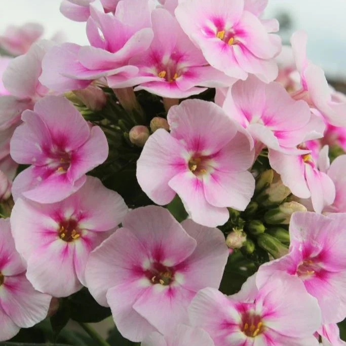 3 Phlox paniculé Younique Bicolor