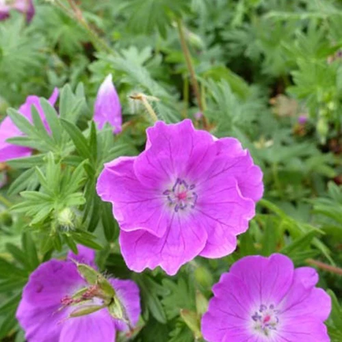 Géranium vivace sanguin Elsbeth