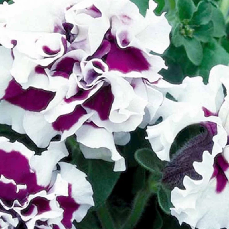 Pétunia à fleurs doubles Purple Pirouette F1