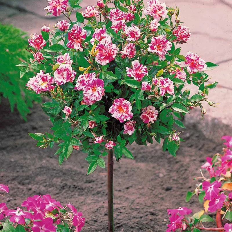 Mini-rosier sur tige Armida