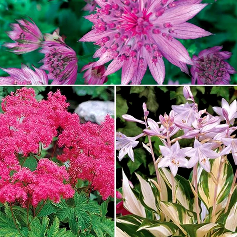 Collection de 8 plantes vivaces roses pour un jardin d'ombre