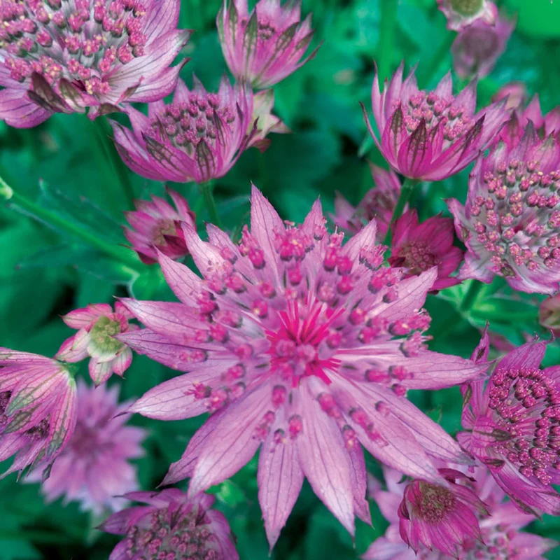 Collection de 8 plantes vivaces roses pour un jardin d'ombre