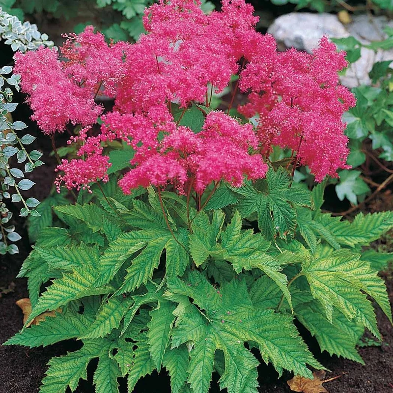 Collection de 8 plantes vivaces roses pour un jardin d'ombre
