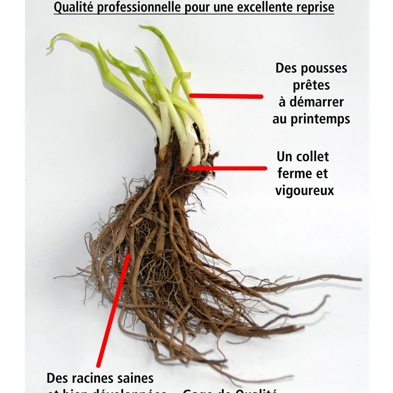 Collection de 8 plantes vivaces roses pour un jardin d'ombre