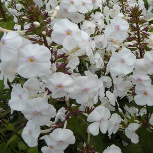 Phlox maculé Schneelawine