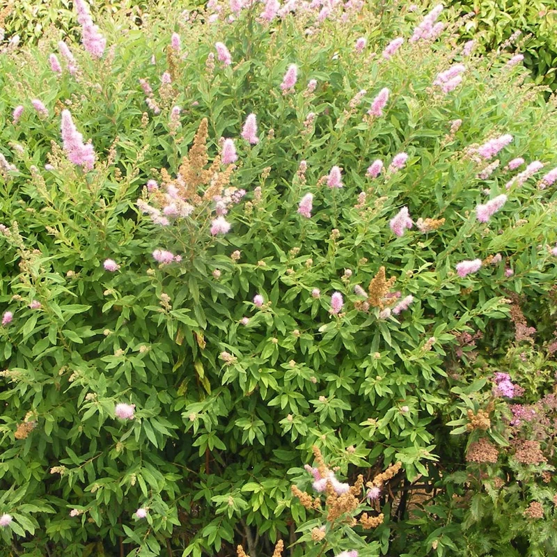 Spirée billiardii