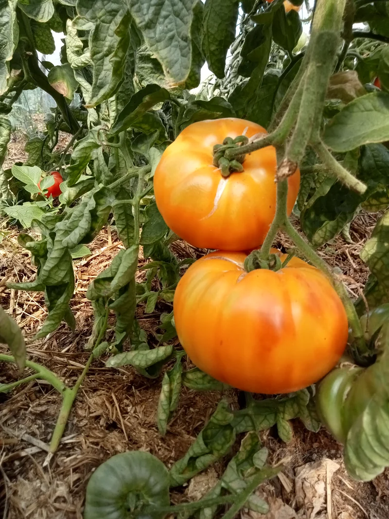Tomate Pamplemousse