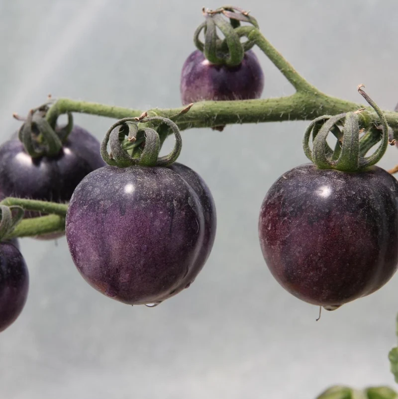 Tomate Osu blue