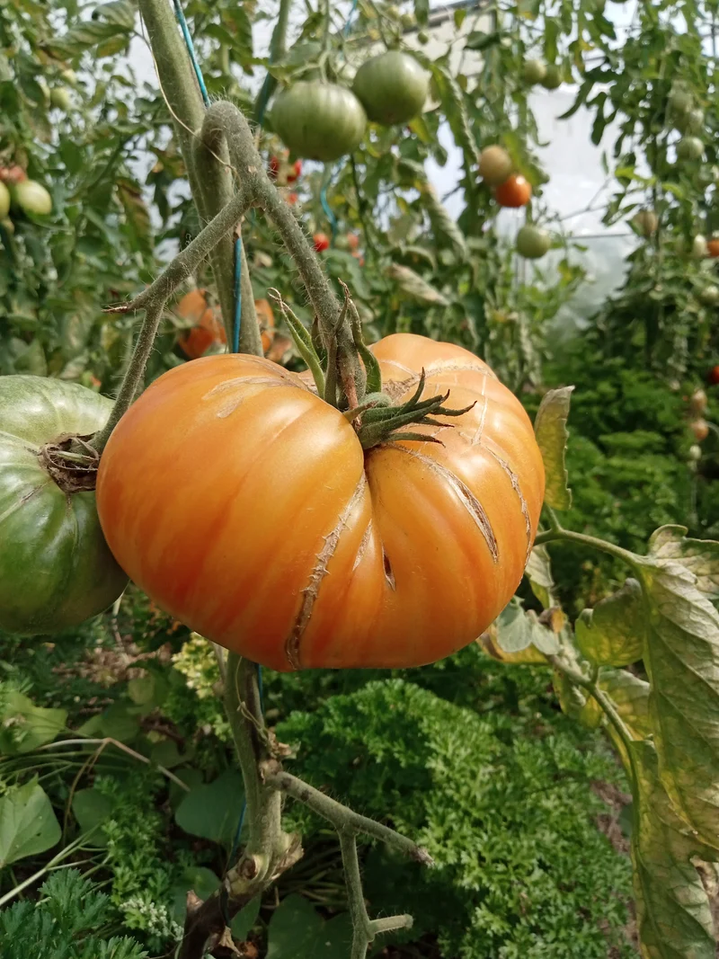 Tomate Orange zébrée (type ananas)
