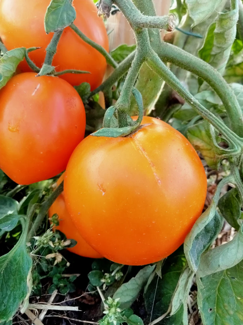 Tomate Orange polonaise