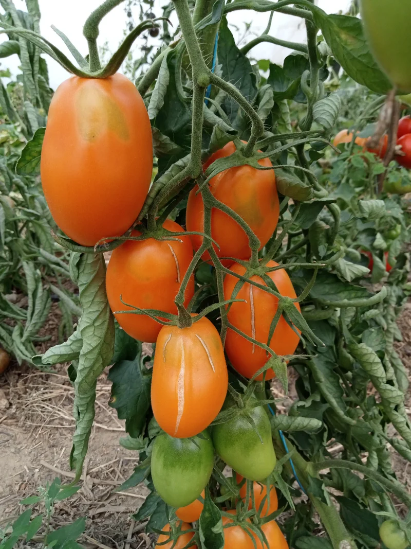 Tomate Orange banana