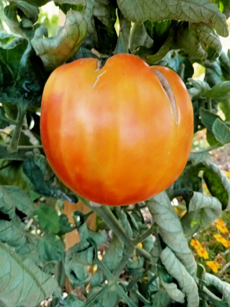 Tomate Old german