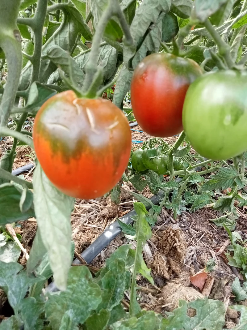 Tomate Miss Kennedy