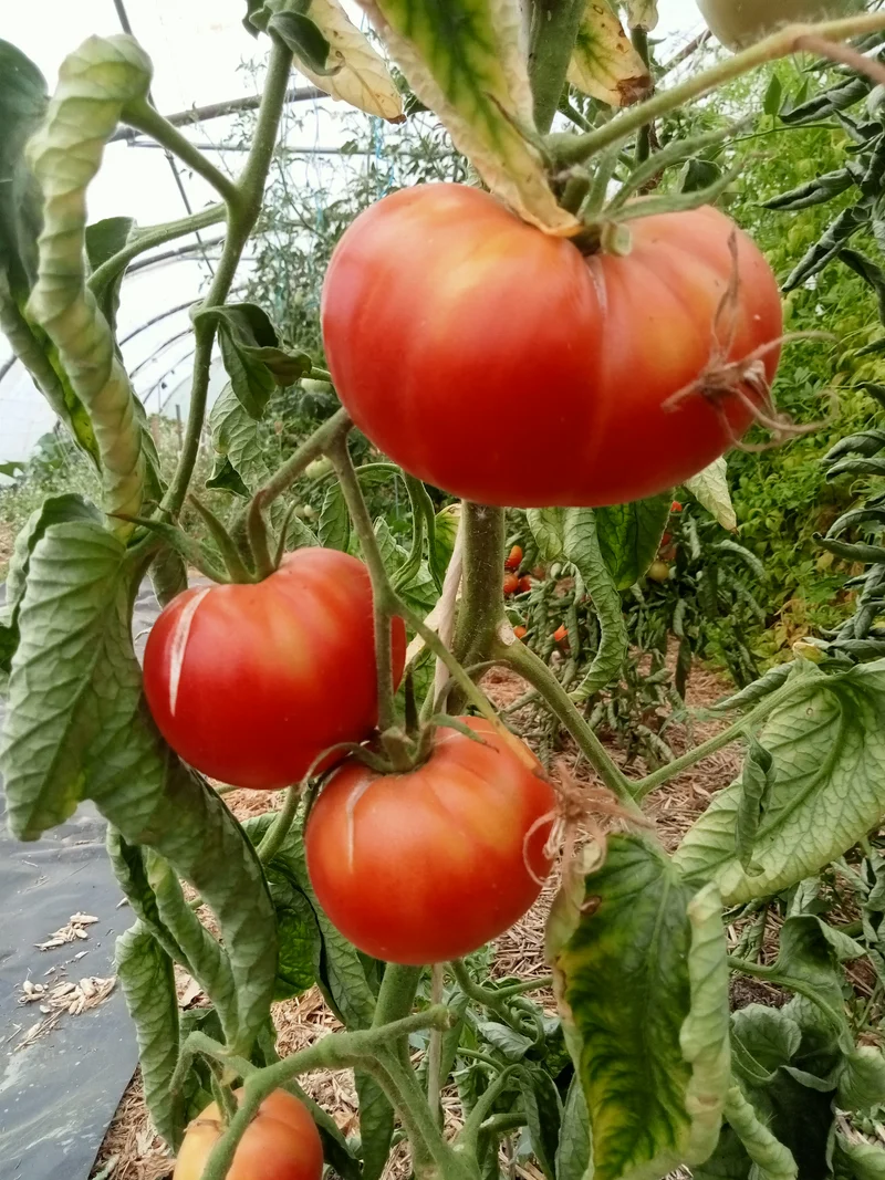 Tomate Mikado