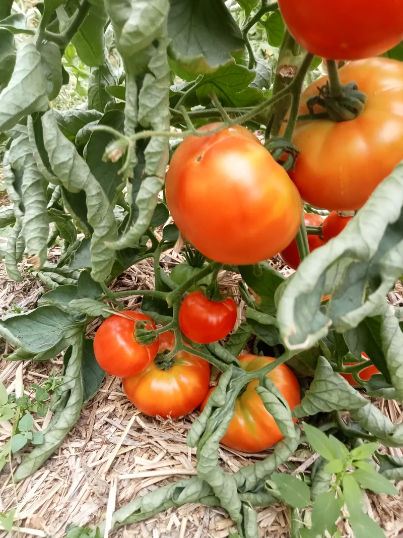 Tomate Marmande