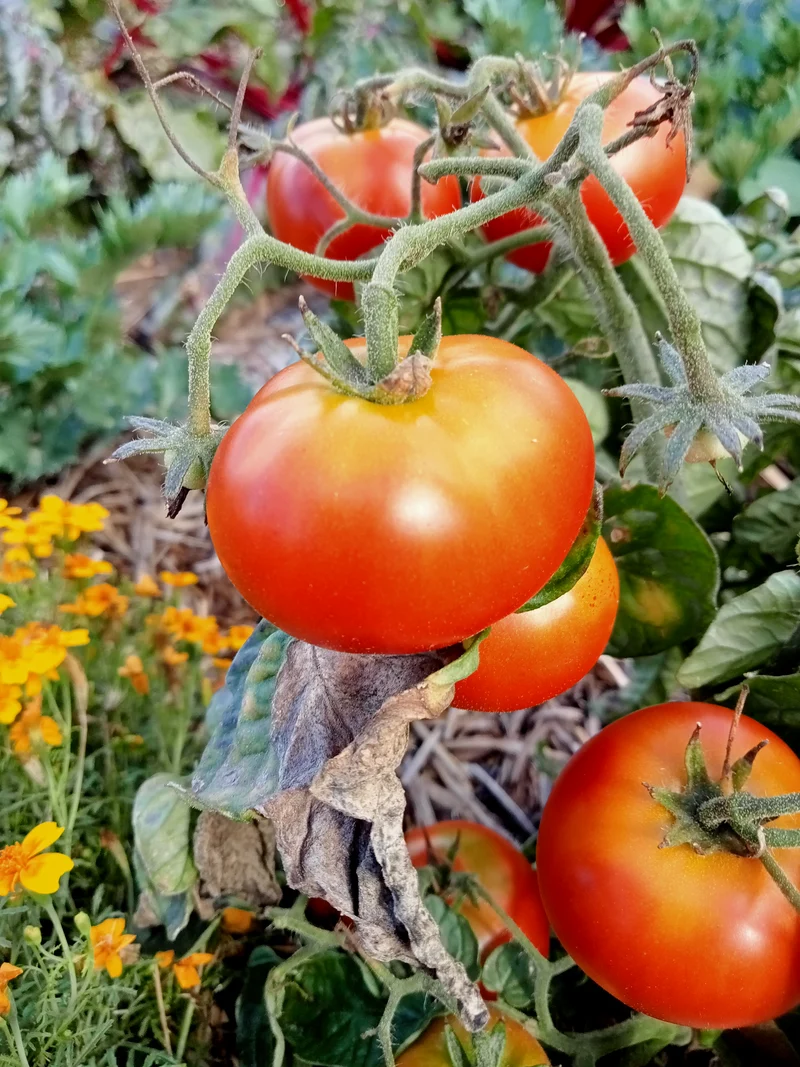 Tomate Joyau d'idaho (Naine)