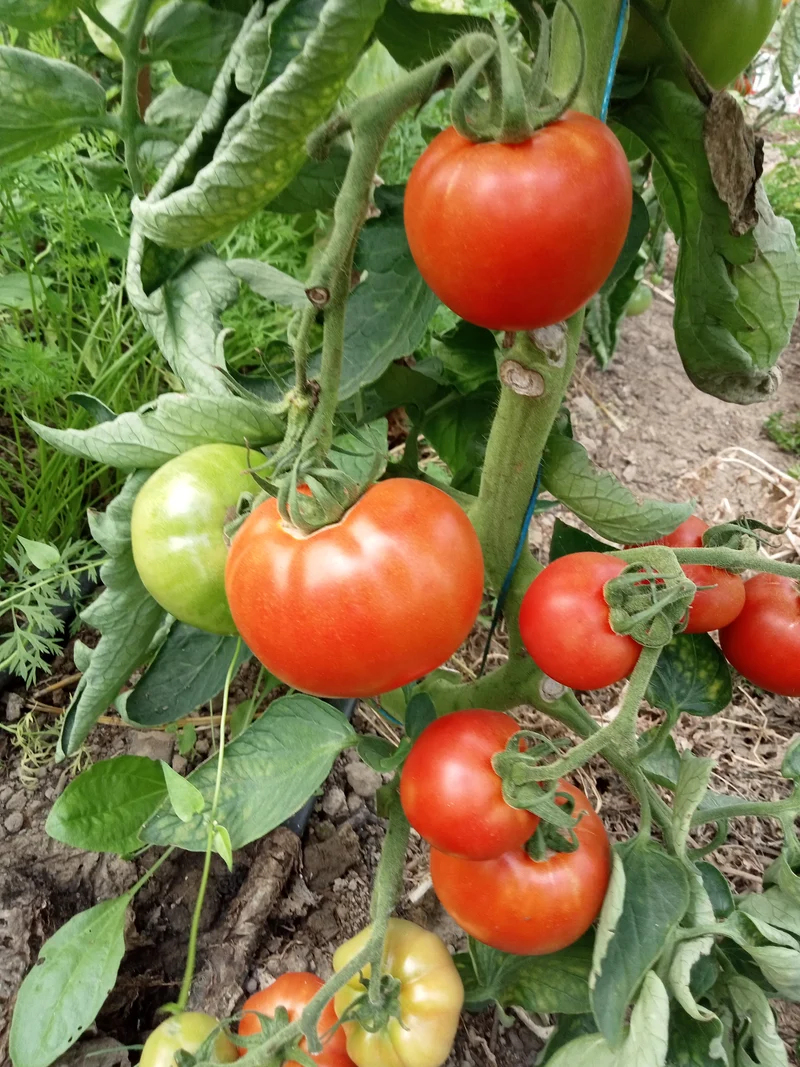 Tomate Joie de la table