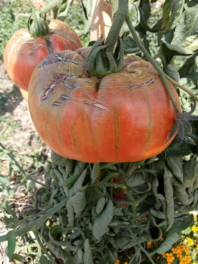 Tomate Géante d'Orenbourg