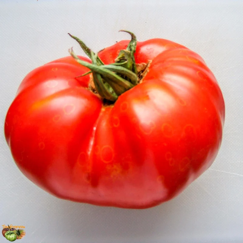 Tomate Couilles de taureau